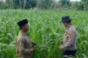 Bhabinkamtibmas Desa Bantelan mengecek lahan jagung warga untuk mendukung ketahanan pangan nasional. (Foto: Dok. NusaMadura.com)