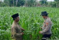 Bhabinkamtibmas Desa Bantelan mengecek lahan jagung warga untuk mendukung ketahanan pangan nasional. (Foto: Dok. NusaMadura.com)