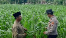 Bhabinkamtibmas Desa Bantelan mengecek lahan jagung warga untuk mendukung ketahanan pangan nasional. (Foto: Dok. NusaMadura.com)