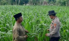 Dukung Ketahanan Pangan Nasional, Bhabinkamtibmas Batuputih Turun Langsung Pantau Tanaman Jagung Warga