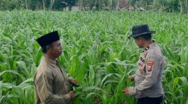 Bhabinkamtibmas Desa Bantelan mengecek lahan jagung warga untuk mendukung ketahanan pangan nasional. (Foto: Dok. NusaMadura.com)