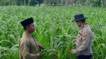 Bhabinkamtibmas Desa Bantelan mengecek lahan jagung warga untuk mendukung ketahanan pangan nasional. (Foto: Dok. NusaMadura.com)