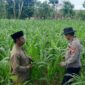 Bhabinkamtibmas Desa Bantelan mengecek lahan jagung warga untuk mendukung ketahanan pangan nasional. (Foto: Dok. NusaMadura.com)