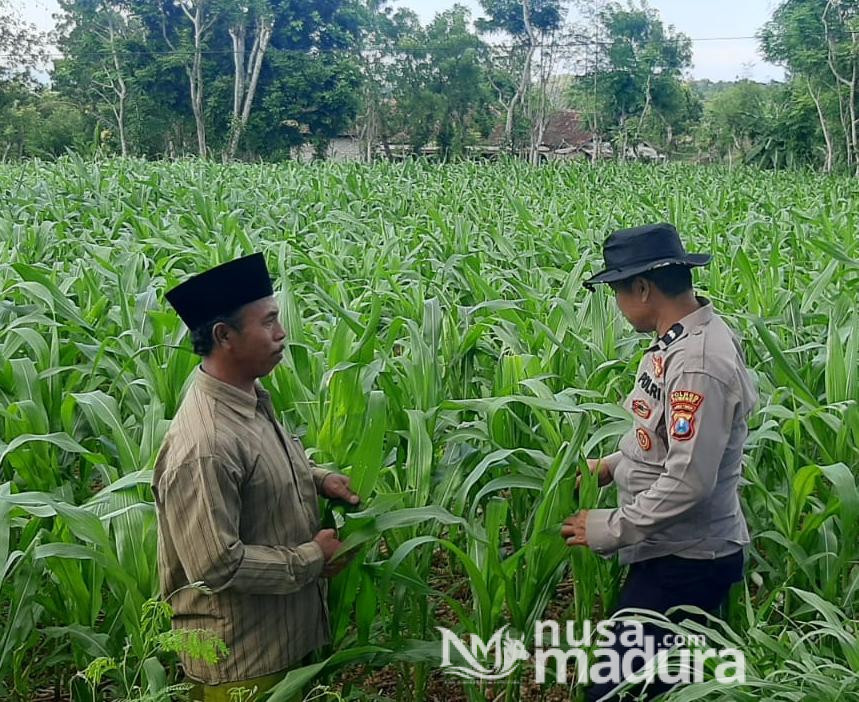 Bhabinkamtibmas Desa Bantelan mengecek lahan jagung warga untuk mendukung ketahanan pangan nasional. (Foto: Dok. NusaMadura.com)