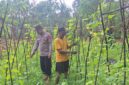 Bhabinkamtibmas Desa Romben Barat, Aipda Eko Arie Wahyudi saat melakukan monitoring tanaman mentimun milik warga. (Foto: Dok. NusaMadura.com)