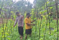 Bhabinkamtibmas Desa Romben Barat, Aipda Eko Arie Wahyudi saat melakukan monitoring tanaman mentimun milik warga. (Foto: Dok. NusaMadura.com)
