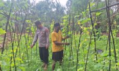 Dukung Ketahanan Pangan Nasional, Bhabinkamtibmas Romben Barat Monitoring Tanaman Mentimun Warga