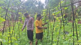 Bhabinkamtibmas Desa Romben Barat, Aipda Eko Arie Wahyudi saat melakukan monitoring tanaman mentimun milik warga. (Foto: Dok. NusaMadura.com)