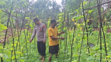 Bhabinkamtibmas Desa Romben Barat, Aipda Eko Arie Wahyudi saat melakukan monitoring tanaman mentimun milik warga. (Foto: Dok. NusaMadura.com)