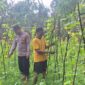 Bhabinkamtibmas Desa Romben Barat, Aipda Eko Arie Wahyudi saat melakukan monitoring tanaman mentimun milik warga. (Foto: Dok. NusaMadura.com)